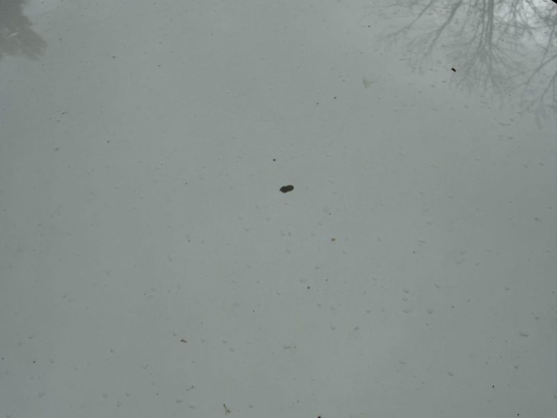 VOLKSWAGEN GOLF 1.2 TSI 105CV BLUEMOTION CUP DSG7 3P 